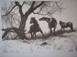 Three Horses Pen & Ink Print
