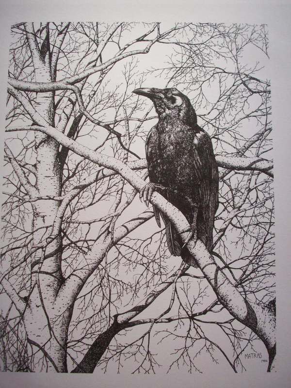 Raven Pen & Ink Print