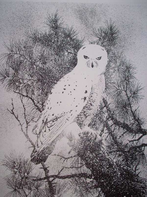 Snowy Owl Pen & Ink Print