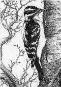 Woodpecker Pen & Ink Print